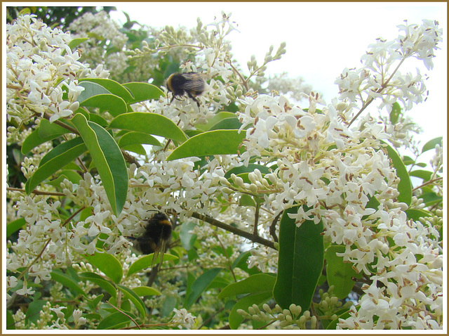 Bees on Privet.