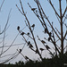 House Sparrows in tree in the morning
