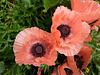 Pink Poppies (1) - 2 June 2016