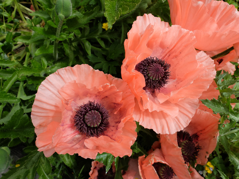 Pink Poppies (1) - 2 June 2016