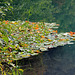 Herbst am Kleinen Montiggler See - (PIP)