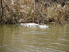 Alligator in the sunshine