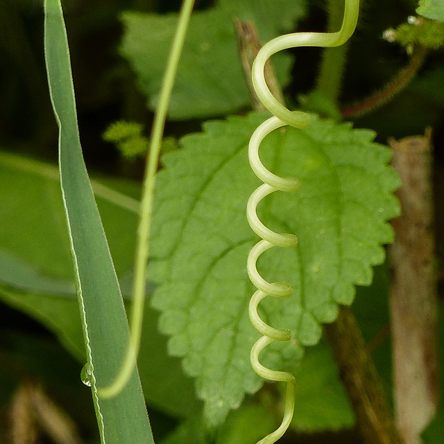 Tendrils, on way to Manzanilla Beach