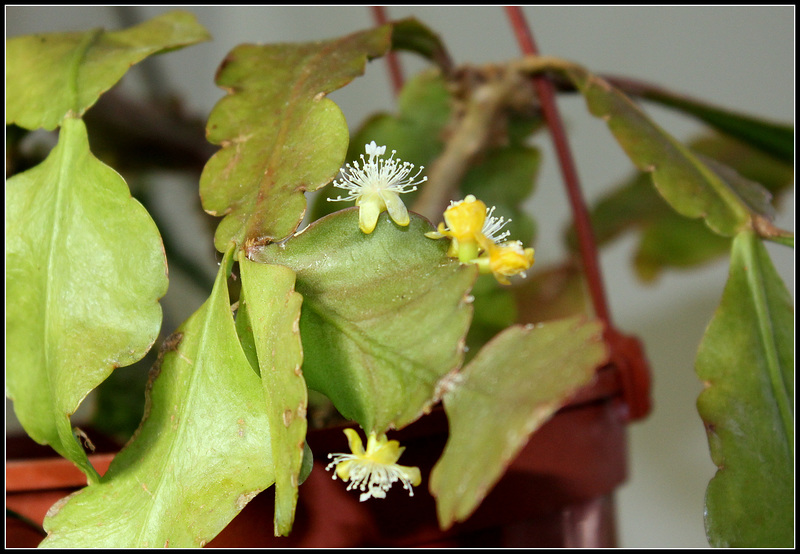 Rhipsalis -Lepismium ellipticum (1)