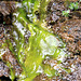 grüne und nasse Algen an der Felswand