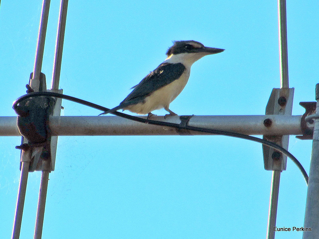 Kingfisher