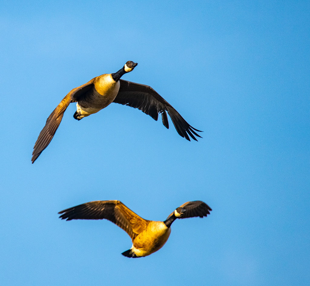 Canada geese