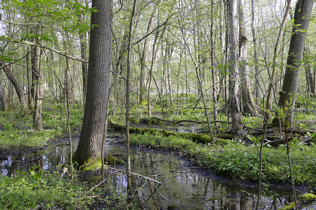 Dowagiac Woods Dowagiac Woods