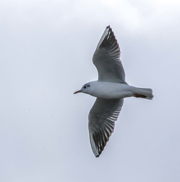 Gull in flight8