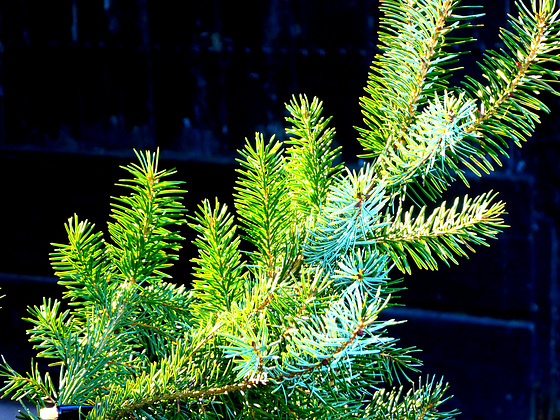 Kerstboom