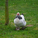 Hühner am Eschenhof Gieboldehausen