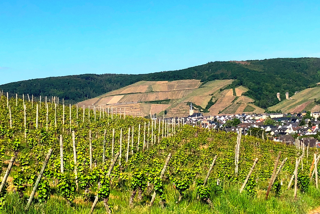 Weinberge bei Bachem