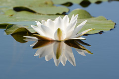 Киев, Ольгин остров, Отражение белой лилии / Kiev, Оlghin Island, Reflection of a White Lily