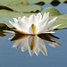 Киев, Ольгин остров, Отражение белой лилии / Kiev, Оlghin Island, Reflection of a White Lily