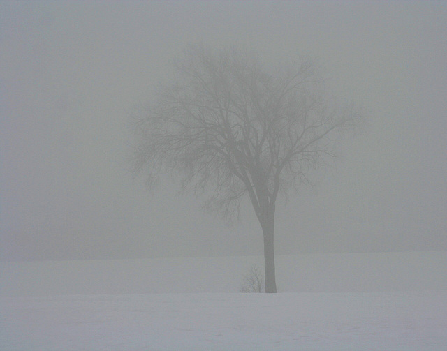 5/50 l'orme de M. Charbonneau, Mr. Charbonneau's elm tree