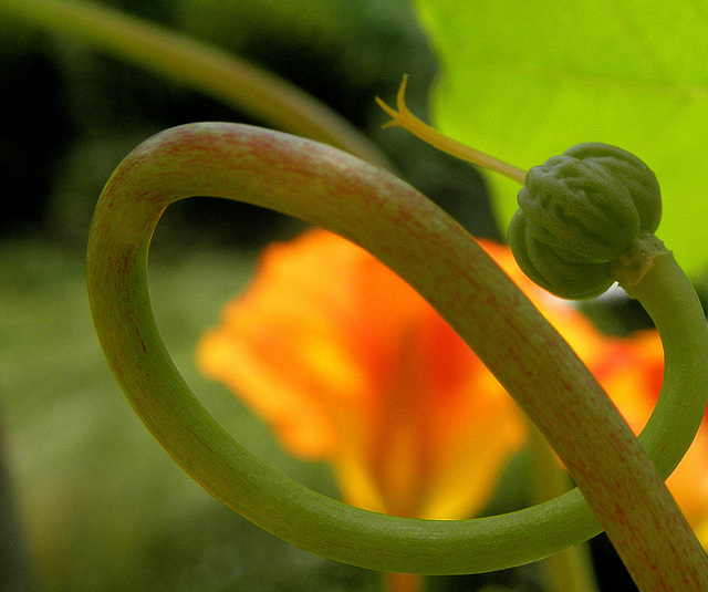 Flower Snake