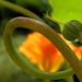 Flower Snake