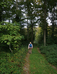 Waldweg am Ruhrhöhenweg