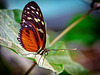 Heliconius hecale