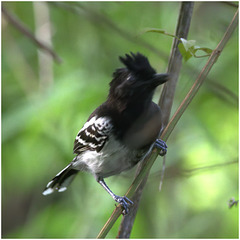 EF7A2647-topaz-denoiseraw -1bird