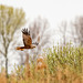 Marsh harrier