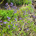 Kanaren-Lavendel (Lavandula canariensis) Kanaren-Lavendel (Lavandula canariensis)