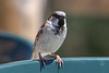 20150518 7944VRTw [R~F] Haussperling (Passer domesticus) [m], Parc Ornithologique, Camargue