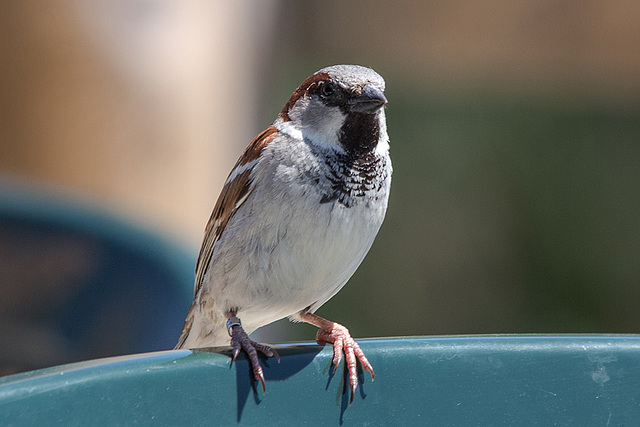 20150518 7944VRTw [R~F] Haussperling (Passer domesticus) [m], Parc Ornithologique, Camargue