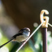 Long Tailed Tit