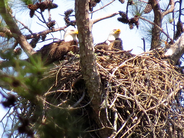 Two adult bald eagles