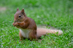 Young Blondie on her evening forage