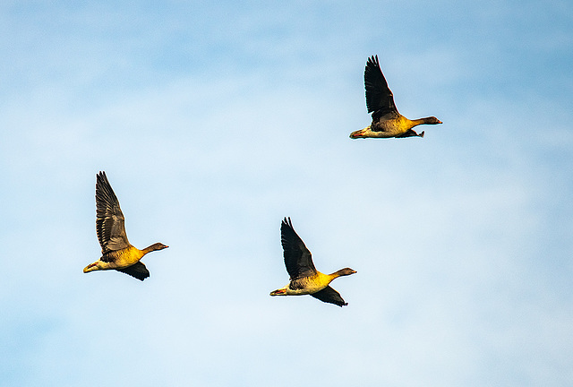 Canada geese