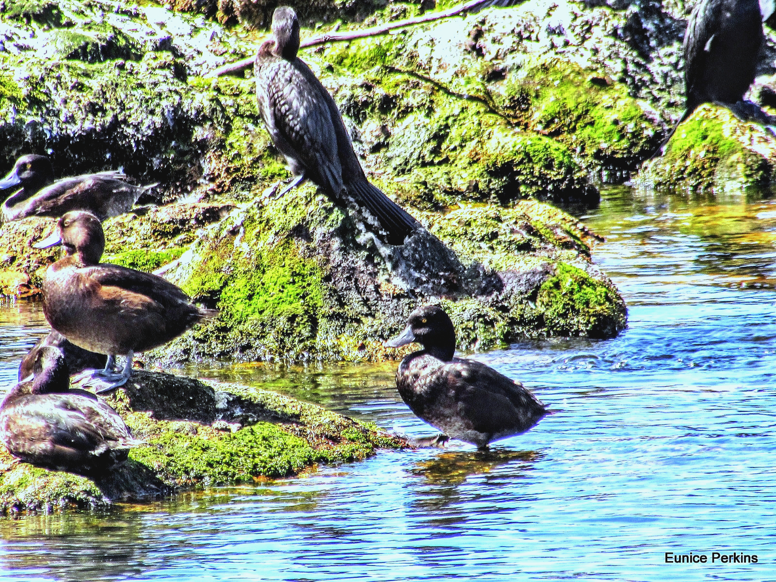 In Lake Rotorua