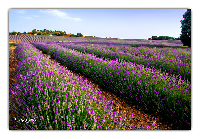 Tiempo de lavanda