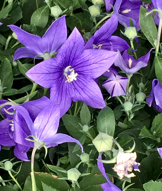 Ballonblume (chinesische Glockenblume)