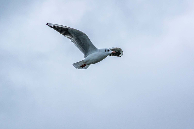 Gull in flight9