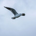 Gull in flight9