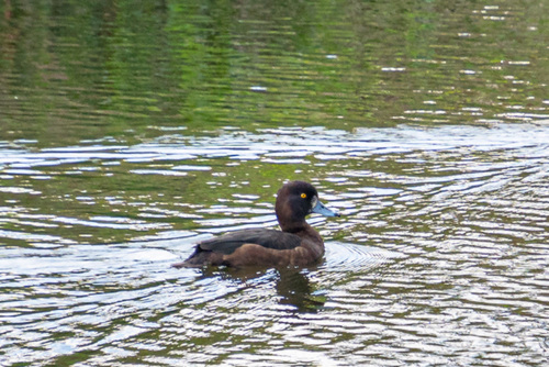 Tufted Duck-DSZ2289