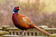 Pheasant, This one I was hand feeding :)