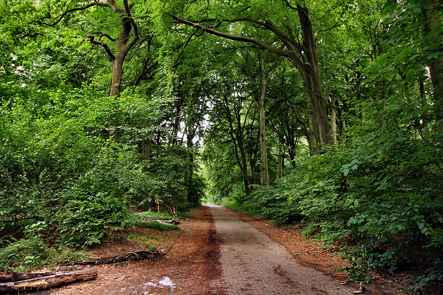 Weg an den Parkplätzen (Oberhausen-Osterfeld) / 21.05.2022