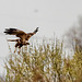 Marsh harrier