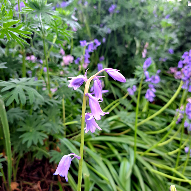 Hasenglöckchen (Hyacinthoides)