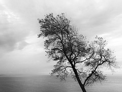 Sea, Sky and Tree