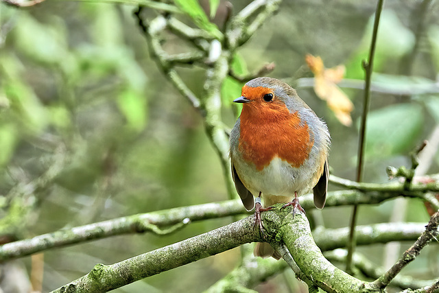 A Robin For Christmas (with explanation)