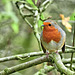 A Robin For Christmas (with explanation)