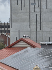 Kelp gulls Hobart Kelp gulls Hobart