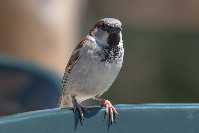 20150518 7945VRTw [R~F] Haussperling (Passer domesticus) [m], Parc Ornithologique, Camargue