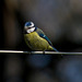 Blue Tit