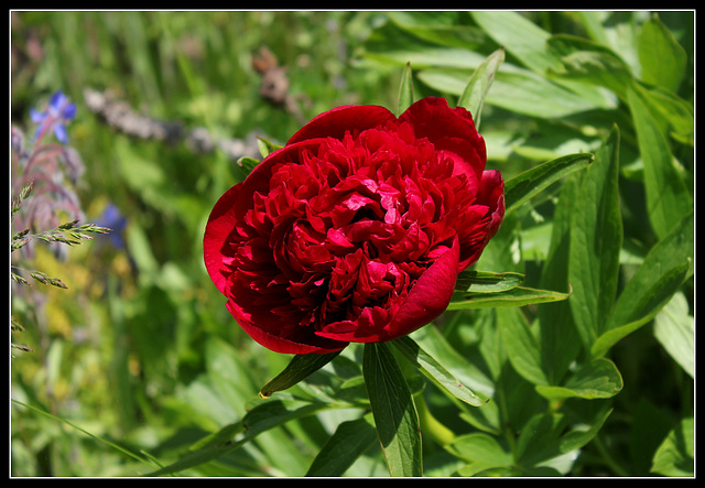 Paeonia officinalis (3)