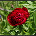 Paeonia officinalis (3)